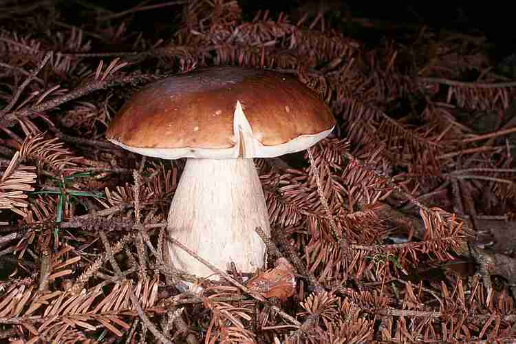  Image name: 82 Porcino.jpg 
 width: 750 pixel 
 height: 500 pixel 
 Size: 39175 bytes 
 Click to enlarge 